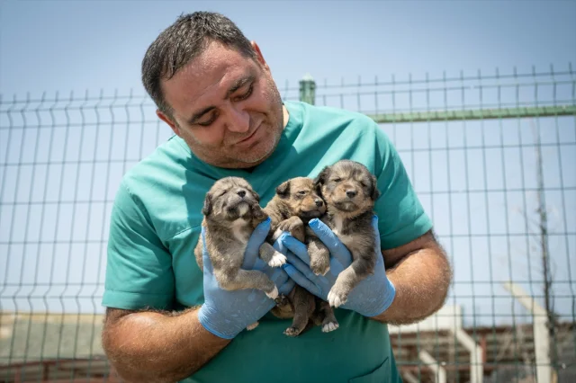 Ankara'da Kurtarılan Köpek Yavrularına Yeni Hayat