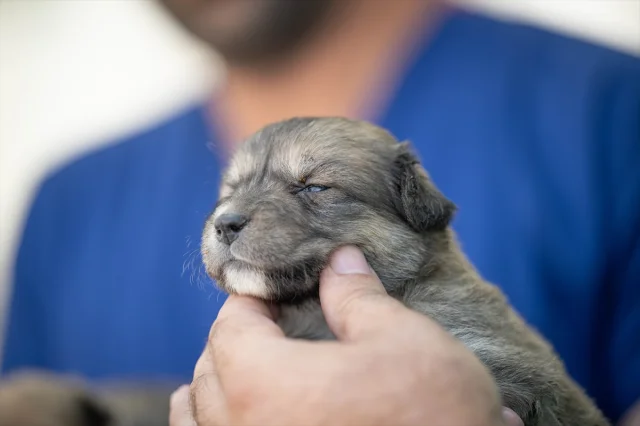 Ankara'da Kurtarılan Köpek Yavrularına Yeni Hayat