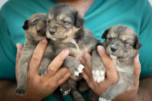 Ankara'da Kurtarılan Köpek Yavrularına Yeni Hayat