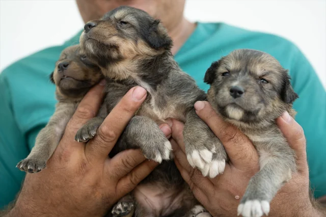 Ankara'da Kurtarılan Köpek Yavrularına Yeni Hayat