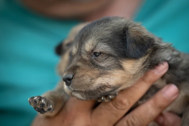 Ankara'da Kurtarılan Köpek Yavrularına Yeni Hayat
