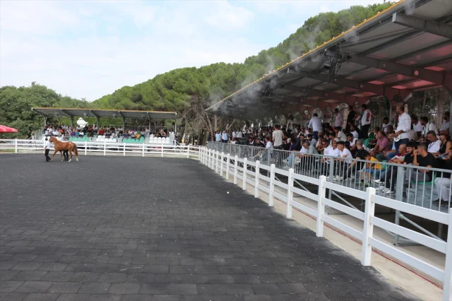 TİGEM'den Arap Taylarının e-Satışında Büyük Başarı