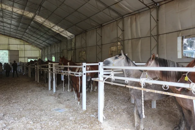 TİGEM'den Arap Taylarının e-Satışında Büyük Başarı