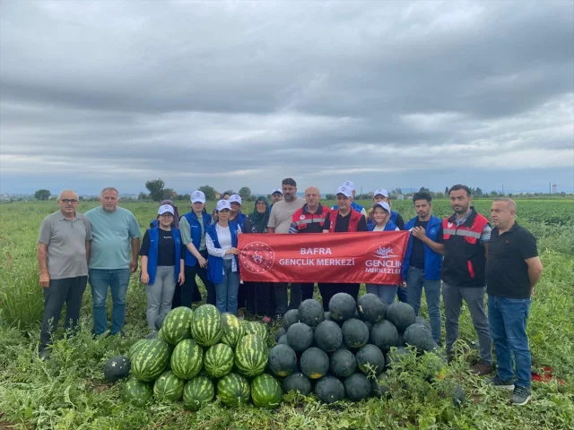 Genç Gönüllüler Karpuz Hasadına Destek İçin Tarlaya İndi