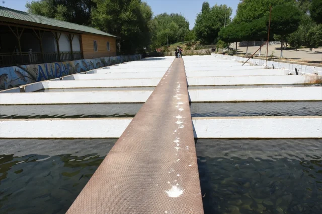 Malatya Alabalık Üretiminde Hedeflerini Büyütüyor