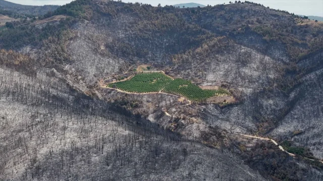 ALJ Türkiye'den Yeşil Gelecek İçin Büyük Ağaçlandırma Kampan...