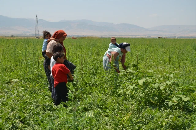 Muş Ovası'nda Kadınların Alın Terine Dair Gerçek Bir Hikaye
