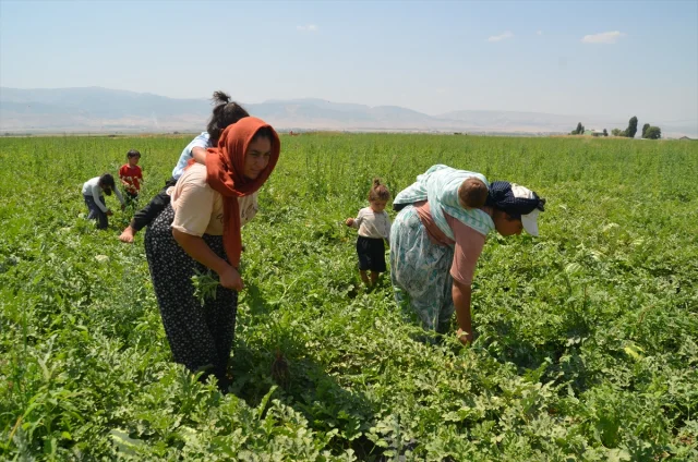 Muş Ovası'nda Kadınların Alın Terine Dair Gerçek Bir Hikaye