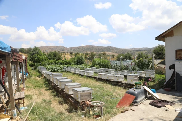 Çubuk'ta Arıcılar İçin Çiçek Balı Hasadı Başladı