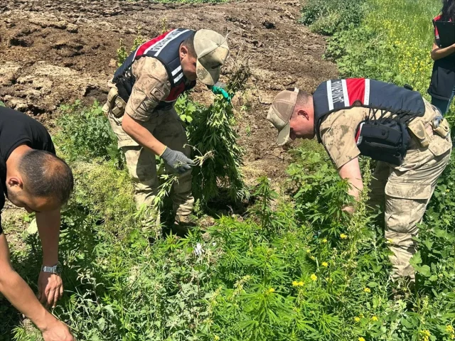 Kars'ta Büyük Operasyon: 42 Bin Kök Hint Keneviri Ele Geçiri...