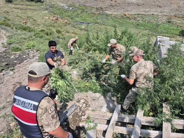 Kars'ta Büyük Operasyon: 42 Bin Kök Hint Keneviri Ele Geçirildi