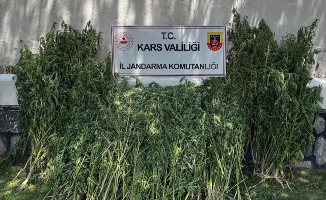 Kars'ta Büyük Operasyon: 42 Bin Kök Hint Keneviri Ele Geçirildi
