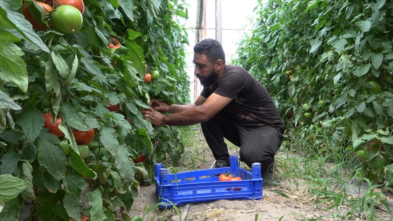 Isparta'da Seralarda Üretilen Domatesler Dünya Pazarına Açılıyor