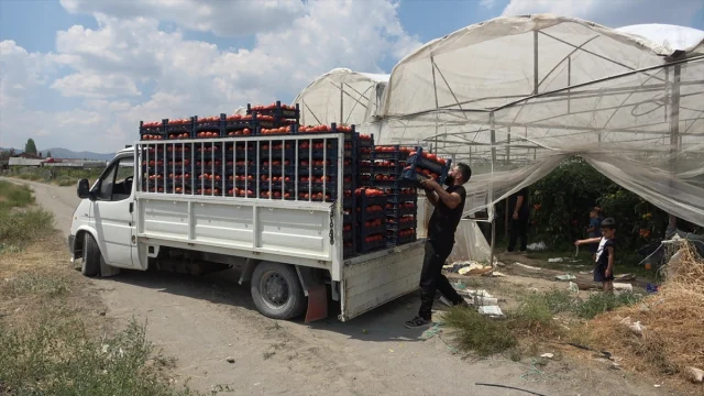 Isparta'da Seralarda Üretilen Domatesler Dünya Pazarına Açılıyor