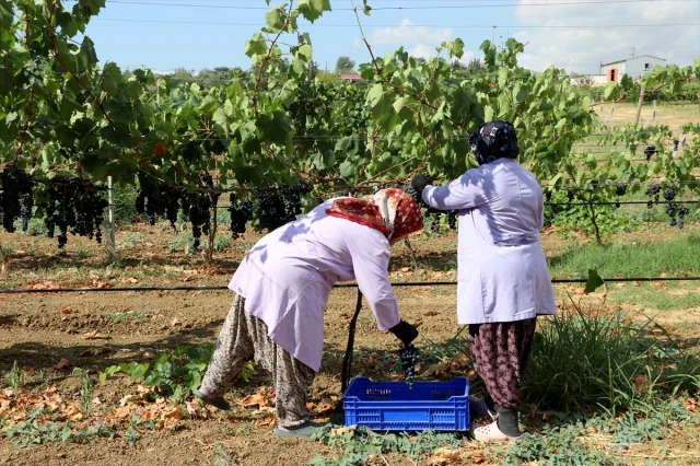 Trakya İlkeren Üzümünde Hasat Sezonu Tekirdağ'da Başladı
