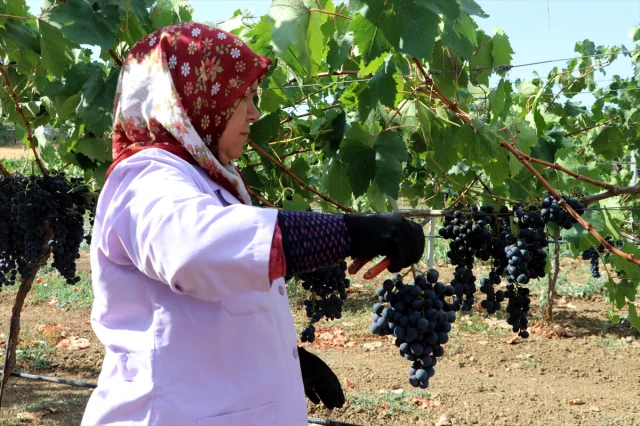 Trakya İlkeren Üzümünde Hasat Sezonu Tekirdağ'da Başladı