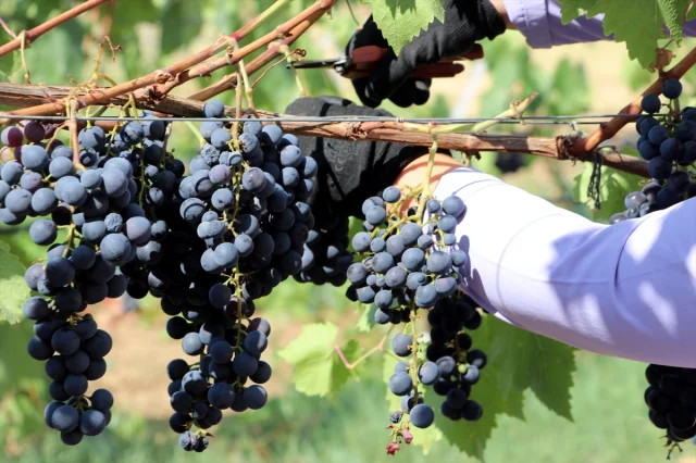 Trakya İlkeren Üzümünde Hasat Sezonu Tekirdağ'da Başladı