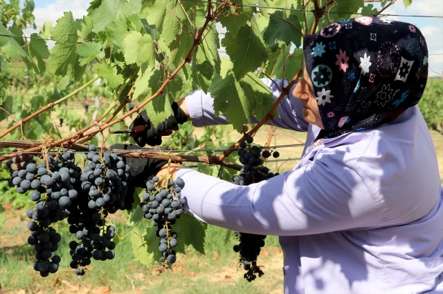 Trakya İlkeren Üzümünde Hasat Sezonu Tekirdağ'da Başladı