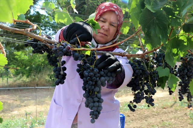 Trakya İlkeren Üzümünde Hasat Sezonu Tekirdağ'da Başladı
