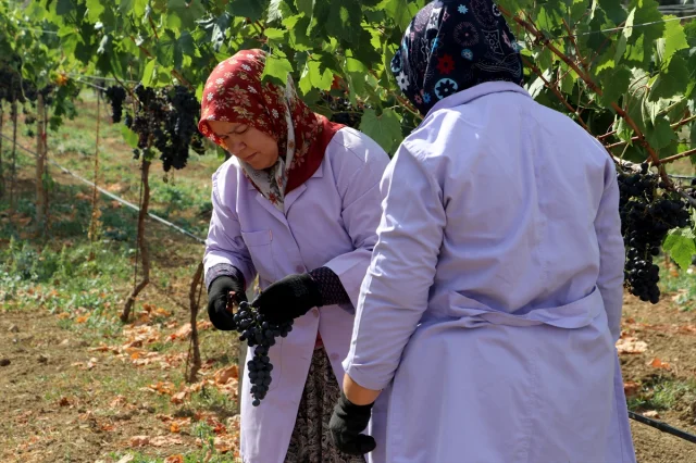 Trakya İlkeren Üzümünde Hasat Sezonu Tekirdağ'da Başladı