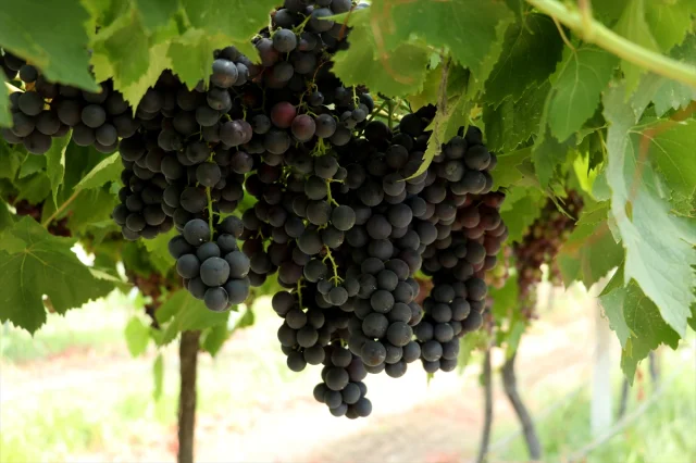 Trakya İlkeren Üzümünde Hasat Sezonu Tekirdağ'da Başladı