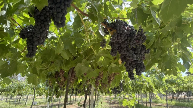 Trakya İlkeren Üzümünde Hasat Sezonu Tekirdağ'da Başladı