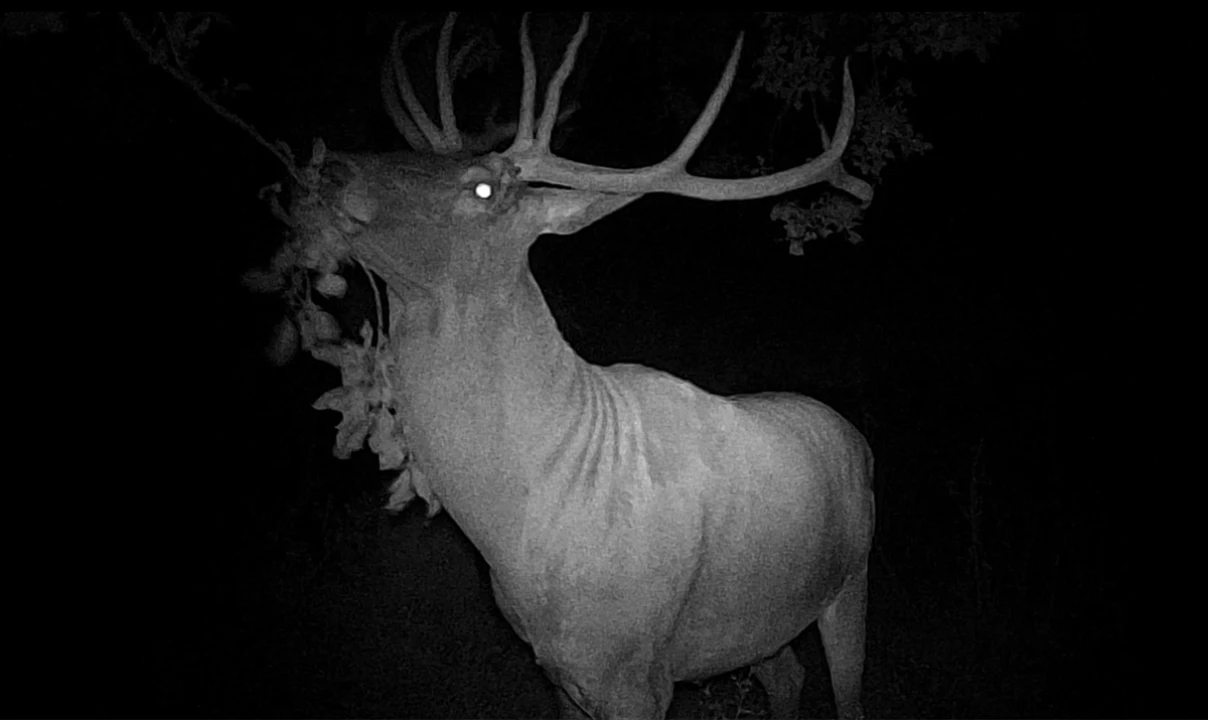 Kütahya'da Hobi Bahçesinde Sürpriz Misafir: Fotokapana Yakalanan Kızıl Geyik