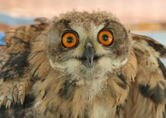 Bayburt'un Dağlarında Yaralı Bulunan Puhu Yeniden Doğaya Dön...