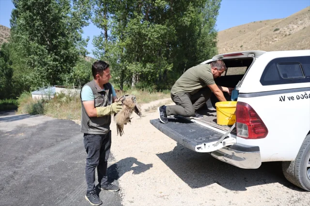 Bayburt'un Dağlarında Yaralı Bulunan Puhu Yeniden Doğaya Dönmeye Hazırlanıyor