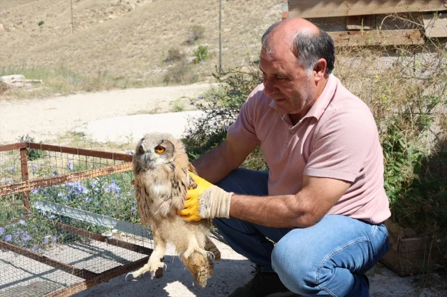 Bayburt'un Dağlarında Yaralı Bulunan Puhu Yeniden Doğaya Dönmeye Hazırlanıyor