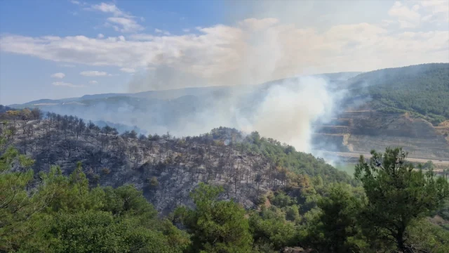 Tokat'ta Orman Yangını Çıktı: Bir Kişi Gözaltında