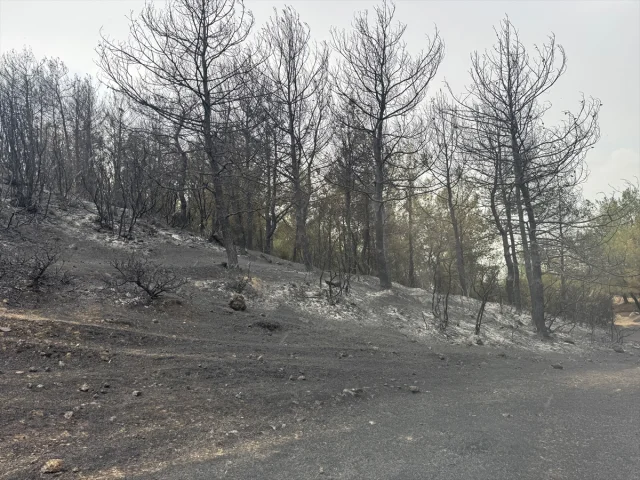 Edirne'de Çıkan Orman Yangını Kontrol Altına Alındı