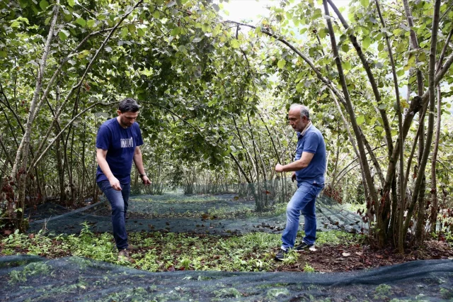 Giresunlu Üreticilere Fındık Hasadında Yenilikçi Destek