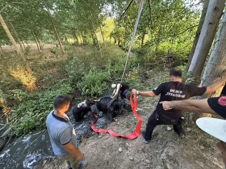 Düzce'de Bataklığa Saplanan İnek Başarıyla Kurtarıldı