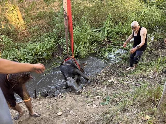 Düzce'de Bataklığa Saplanan İnek Başarıyla Kurtarıldı