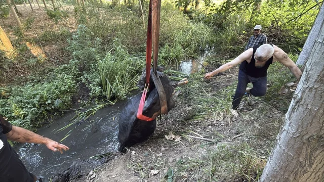 Düzce'de Bataklığa Saplanan İnek Başarıyla Kurtarıldı