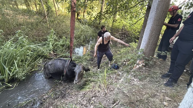 Düzce'de Bataklığa Saplanan İnek Başarıyla Kurtarıldı