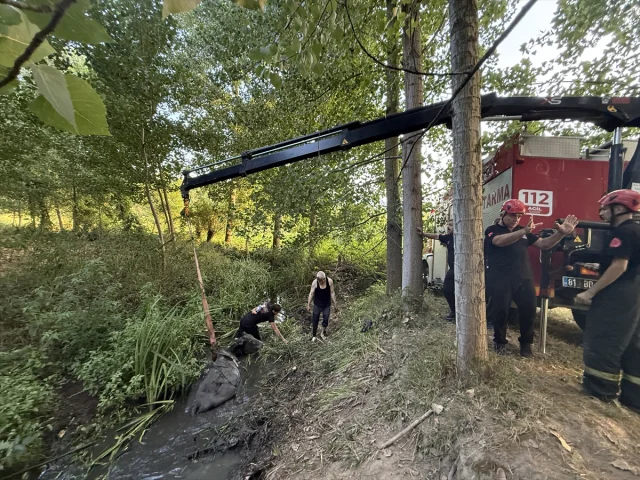 Düzce'de Bataklığa Saplanan İnek Başarıyla Kurtarıldı