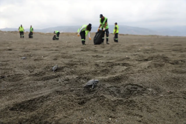 Hatay Sahillerinde Deniz Kaplumbağası Yavruları İçin Temizlik Seferberliği