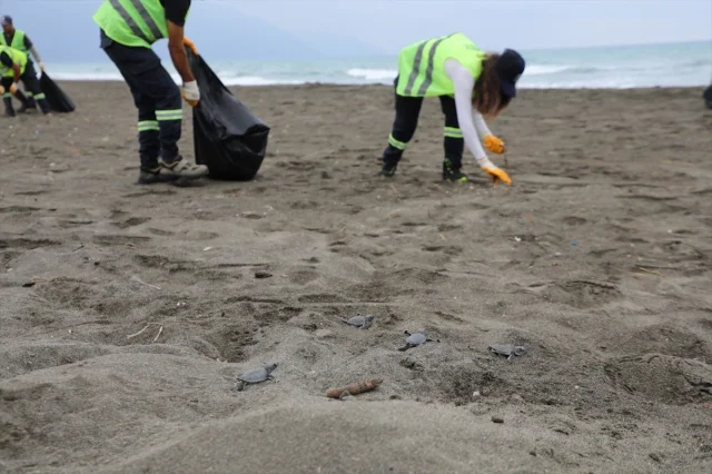 Hatay Sahillerinde Deniz Kaplumbağası Yavruları İçin Temizlik Seferberliği