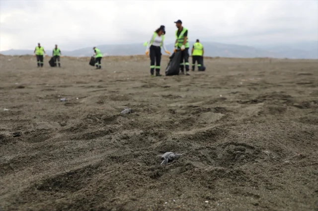 Hatay Sahillerinde Deniz Kaplumbağası Yavruları İçin Temizlik Seferberliği