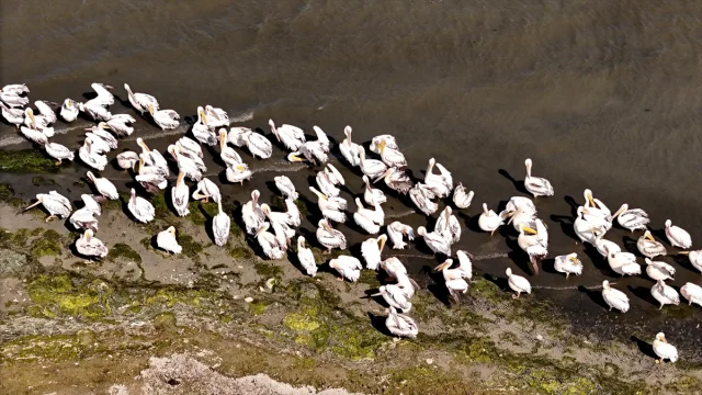 Frig Vadisi'nde Porsuk Baraj Gölü'nde Pelikanların Dinlence...