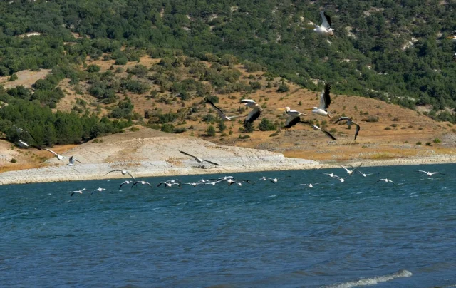Frig Vadisi'nde Porsuk Baraj Gölü'nde Pelikanların Dinlence Adresi