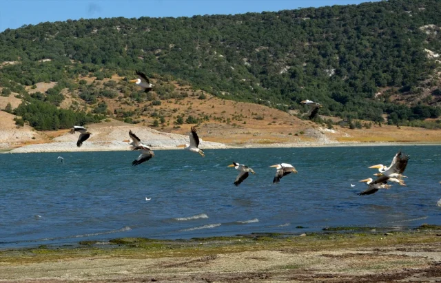 Frig Vadisi'nde Porsuk Baraj Gölü'nde Pelikanların Dinlence Adresi