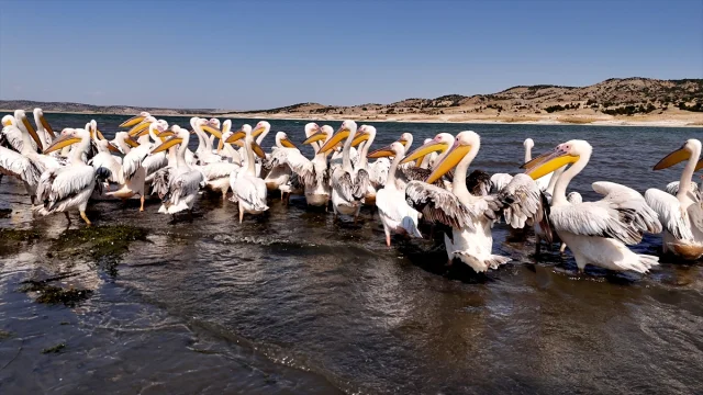 Frig Vadisi'nde Porsuk Baraj Gölü'nde Pelikanların Dinlence Adresi