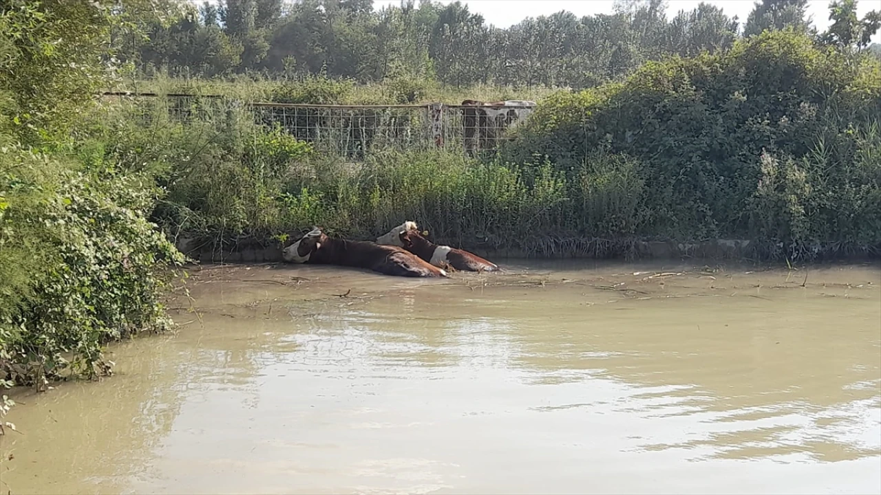 Tokat'ta İtfaiye 3 İneği Göletten Dram Dolu Kurtardı