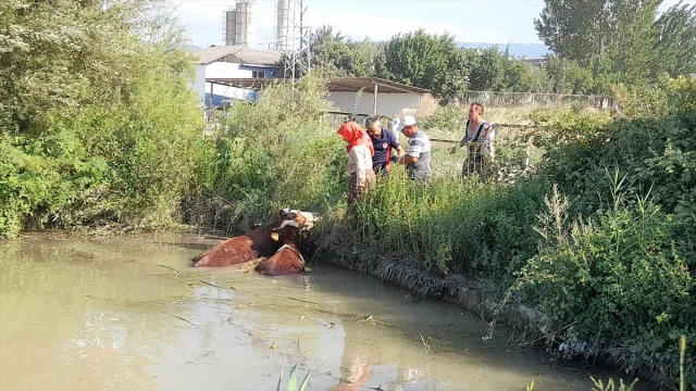 Tokat'ta İtfaiye 3 İneği Göletten Dram Dolu Kurtardı