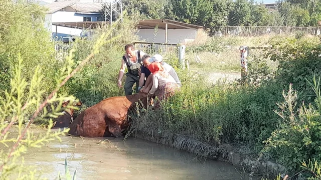 Tokat'ta İtfaiye 3 İneği Göletten Dram Dolu Kurtardı