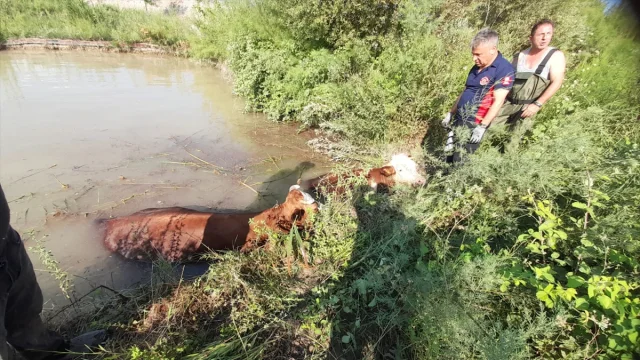 Tokat'ta İtfaiye 3 İneği Göletten Dram Dolu Kurtardı
