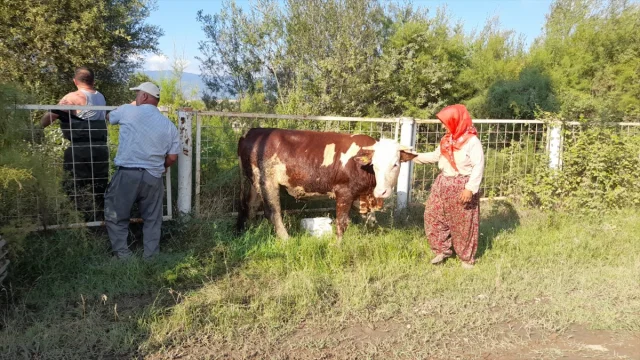 Tokat'ta İtfaiye 3 İneği Göletten Dram Dolu Kurtardı